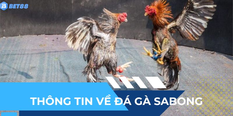 Các thông tin cơ bản của đá gà sabong