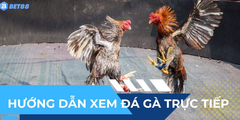 Cách để có thể tham gia và theo dõi kênh xem đá gà trực tiếp BET88