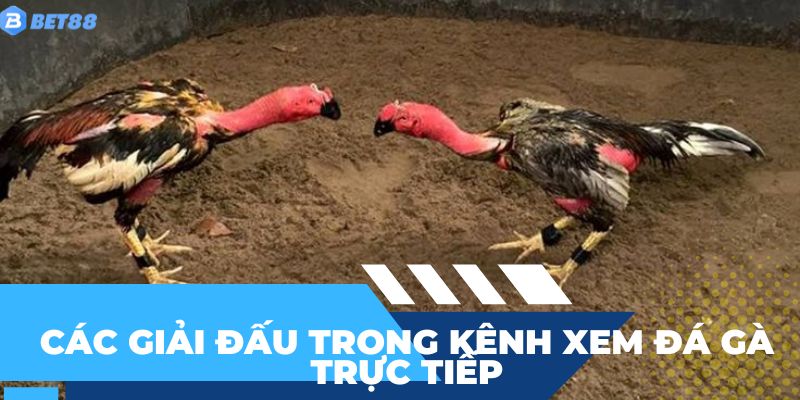 Giới thiệu các giải đấu hay có trong kênh xem đá gà trực tiếp BET88