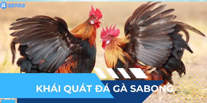 Hiểu tường tận về loại hình đá gà sabong