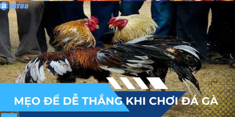 Mẹo để dễ thắng khi chơi đá gà tại BET88
