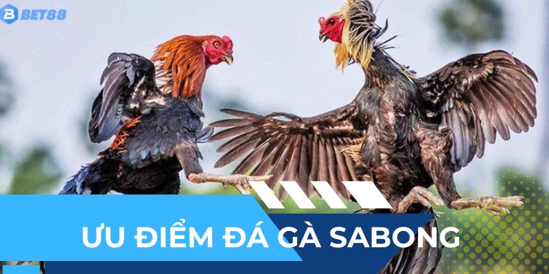 Những điểm thu hút của sabong