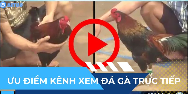 Những ưu điểm riêng biệt của kênh xem đá gà trực tiếp BET88